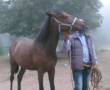 اسب نژاد کرد-ترکمن