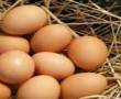 خریدار تخم مرغ محلی نطفه دار