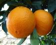فروش نهال پرتقال