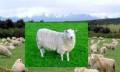 گوسفند ارمنستان