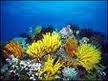 مستندزیبای صخره مرجانی بزرگ سواحل(The great barrier reef