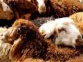فروش گوسفند زنده در سراسر تهران
