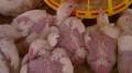 تولید مرغ بدون پر یا با پر بسیار کم وصرفه جویی بسیار در مصرف پروتئین در دان مرغ