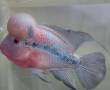 ماهی فلاور