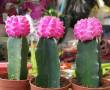 cactus ژمینو رنگی