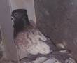 کبوتر نر بلژیکی اصل به شرط داده میشود