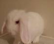 خرگوش لوپ هلندی نر 6 ماهه خوشگل و ...