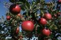 فروش انواع بهترین سیب درختی اذربایجان درختی