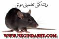 سمپاشی موش با روش های تلفیقی www.negindasht.com