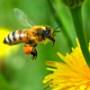 عسل طبیعی و فرآورده های زنبور عسل ( انگبین )