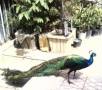 تکثیر و فروش کبوتران نژاد اصیل وپرندگان زینتی(پرواز آزاد)