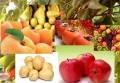 صادرات سیب زمینی و زردآلو... ارمنستان