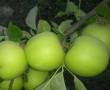 500 متر باغ سیبی در سپیدان