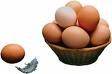 خرید تخم مرغ جهت صادرات( تناژ بالا - هرروز)