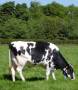 ارائه طرح توجیهی پرورش گاو شیری اصیل www.etarh.com