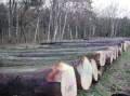 فروش چوب روسی و جنگلی و باغی