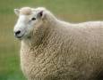 فروش گوسفند زنده در تبریز