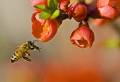 آموزش پیشرفته پرورش زنبور عسل / نسخه فارسی
