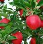 باغ و مزرعه سیب 400 هکتاری اکازیون-بی نظیر