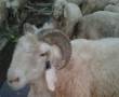 120 راس گوسفند