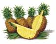 تولید، فروش و صادرات کنسانتره آناناس