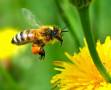 اثر زهر زنبور عسل در درمان بیماری ms