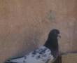 کبوتر نر پاکستانی به شرط 11 ساعت تیر ...
