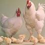 آموزش پرورش مرغ تخم گذار