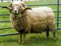 فروش گوسفند زنده در تبریز