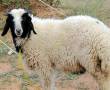 گوسفندزنده باقصاب با بهترین نوع دام در سراسر ...