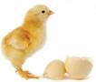 بسته راهنما پرورش طیور: مرغ-بوقلمون-کبک و شترمرغ... (اورجینال)