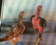 مرغ و خروس لاری نژاد افغان یک ساله