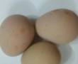 تخم مرغ شاخدار