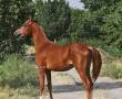 فروش اسب عرب یکساله