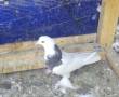 یک جفت کبوتر طوقی پاپر بالغ