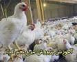 آموزش پرورش مرغ تخمگذار و بسته بندی تخم مرغ تولیدی / 2 سی دی