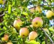 فروش سر درختی سیب شاهرود روستای ابر