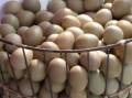 فروش تخم نطفه دار قرقاول آمریکایی