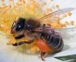 فروش عسل طبیعی گل گون (Gavan ) آغاز شد