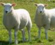 گوسفند و گوساله زنده و خونی با قصاب