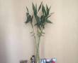 بامبو مصنوعی با گلدان بلند