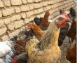 تعدادی مرغ تخمی بومی محلی تضمینی تخمی