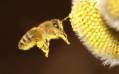 زنبورستان - مطالب کاربردی پرورش زنبورعسل