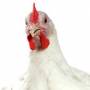 مجموعه لوح آموزشی پرورش مرغ تخمگذار