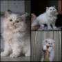 فروش گربه پرشین سفید