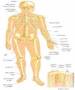 دائرة المعارف : اطلس بدن انسان (قابل استفاده برای تمام سنین)