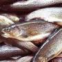 معرفی واحدهای پرورش ماهی