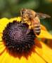 پخش عسل 100% طبیعی لار (پلور)