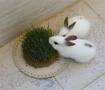 فروش دو عدد خرگوش سفید سالم و زیبا