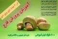 کاملترین آموزش پرورش قارچ در ایران در 2 عدد دی وی دی
